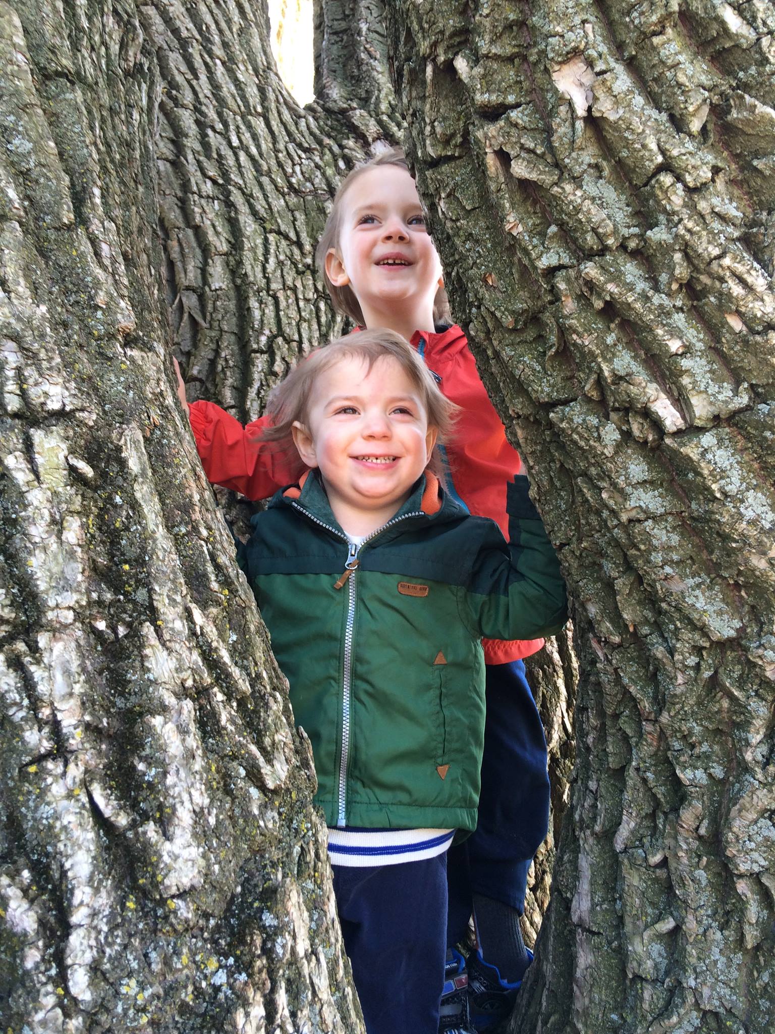 Brothers in a tree